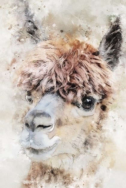 양모의 종류-알파카