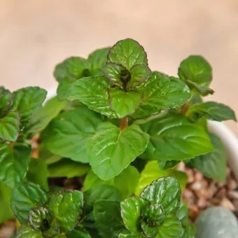 페퍼민트 키우기 물주기 삽목번식 햇빛관리 상쾌한 실내 허브_5