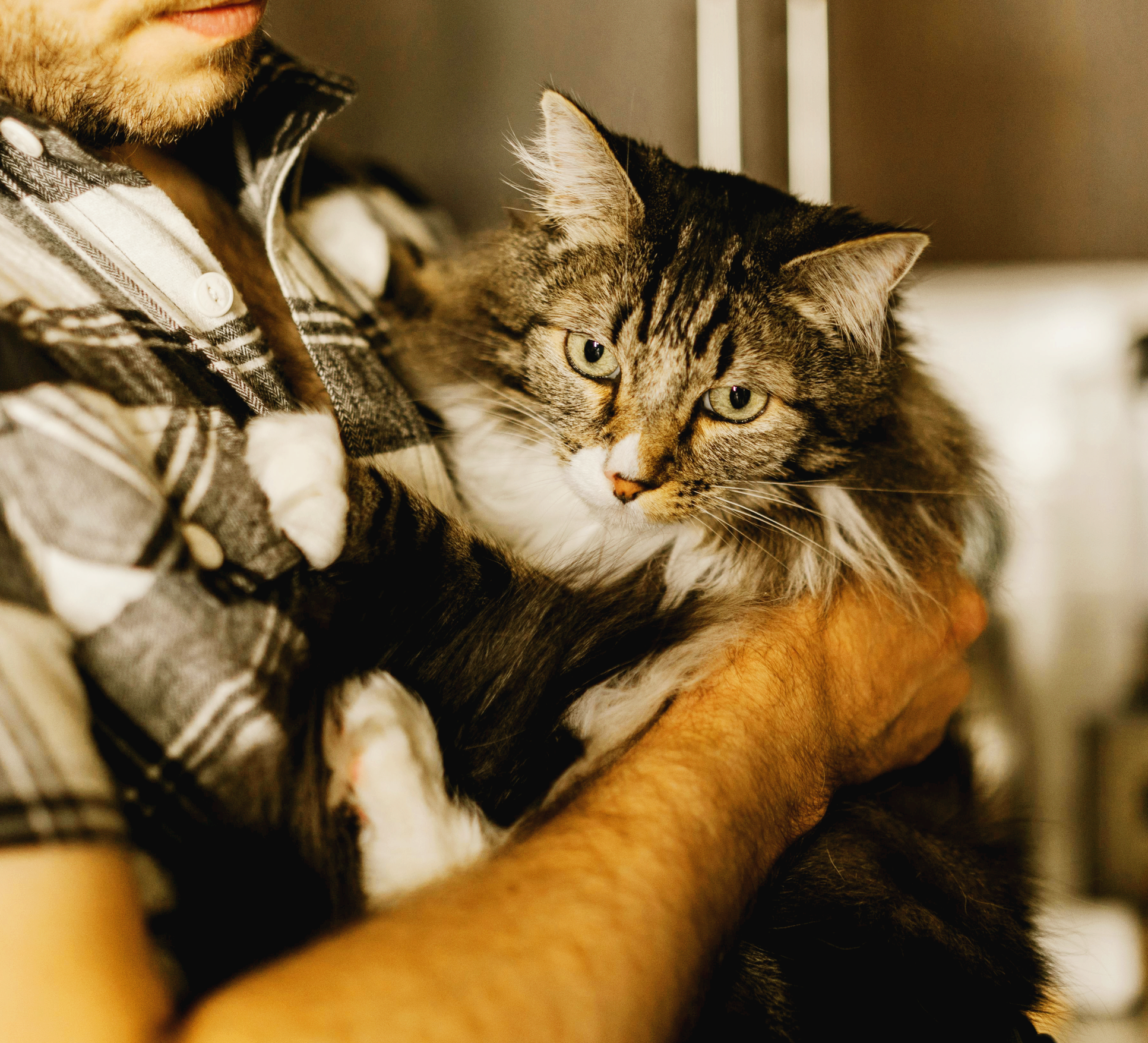 소리·환경 트라우마가 혼합된 반려동물을 위한 통합 회복 프로그램