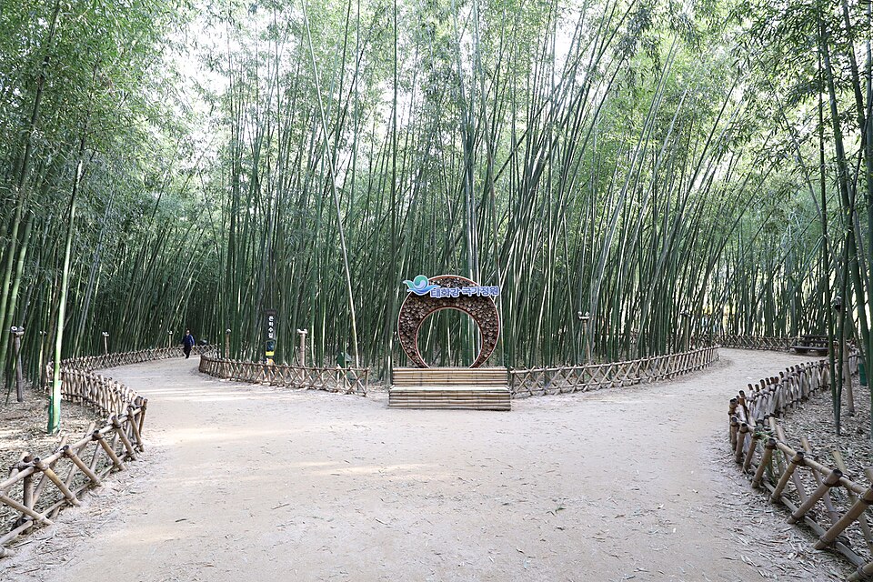Paths branch through tall bamboo at Taehwagang National Garden, with low fences and a circular photo spot in the center.