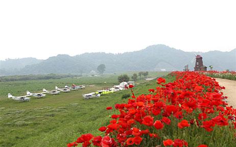 함안 악양둑방 꽃양귀비 꽃구경