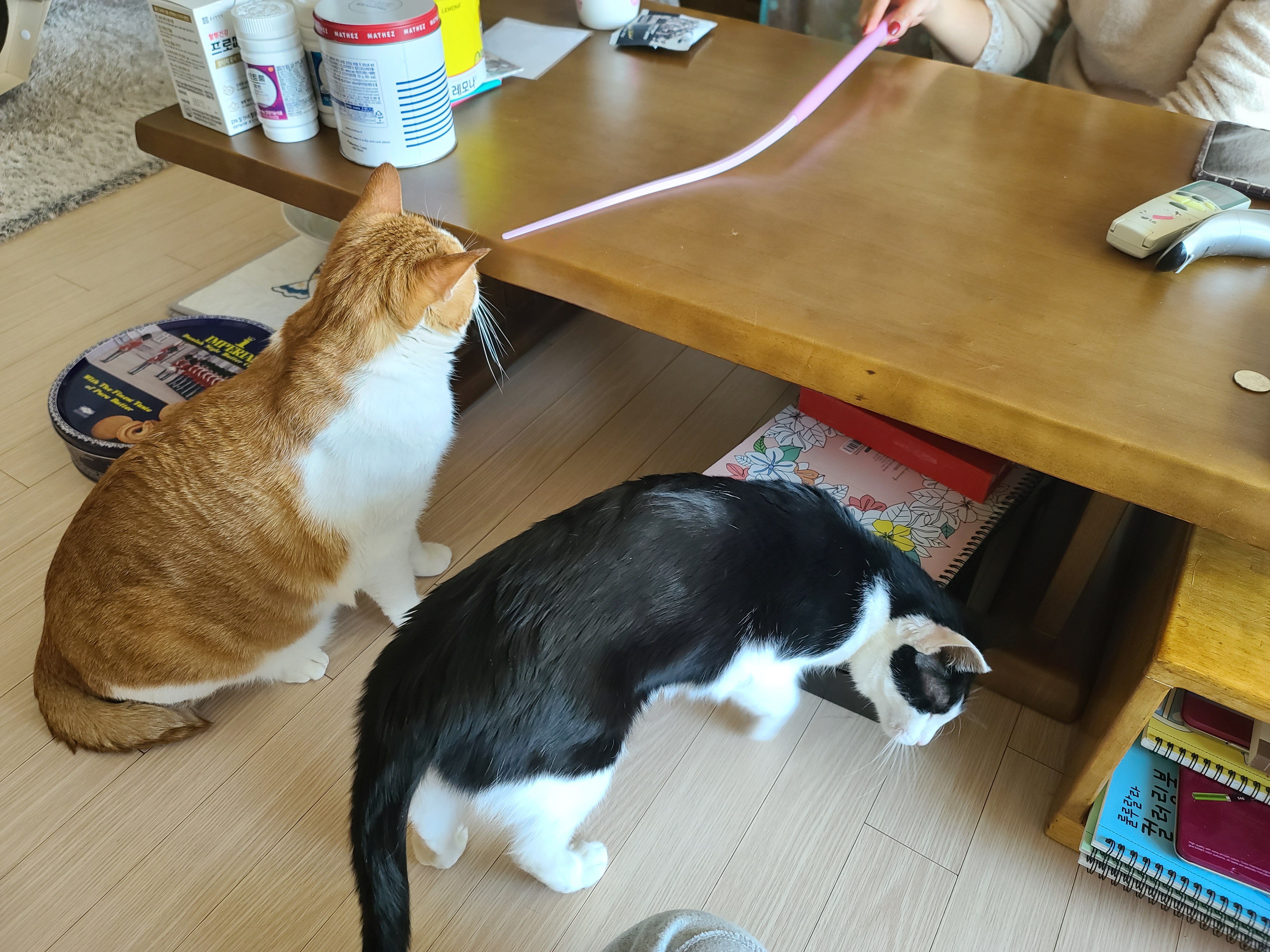 사실...호야랑 막둥이는 접대냥이었다!(feat.원조 접대냥 루나와 재밌는포즈 루디)