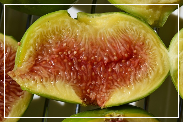 무화과란 어떤 과일인가요?