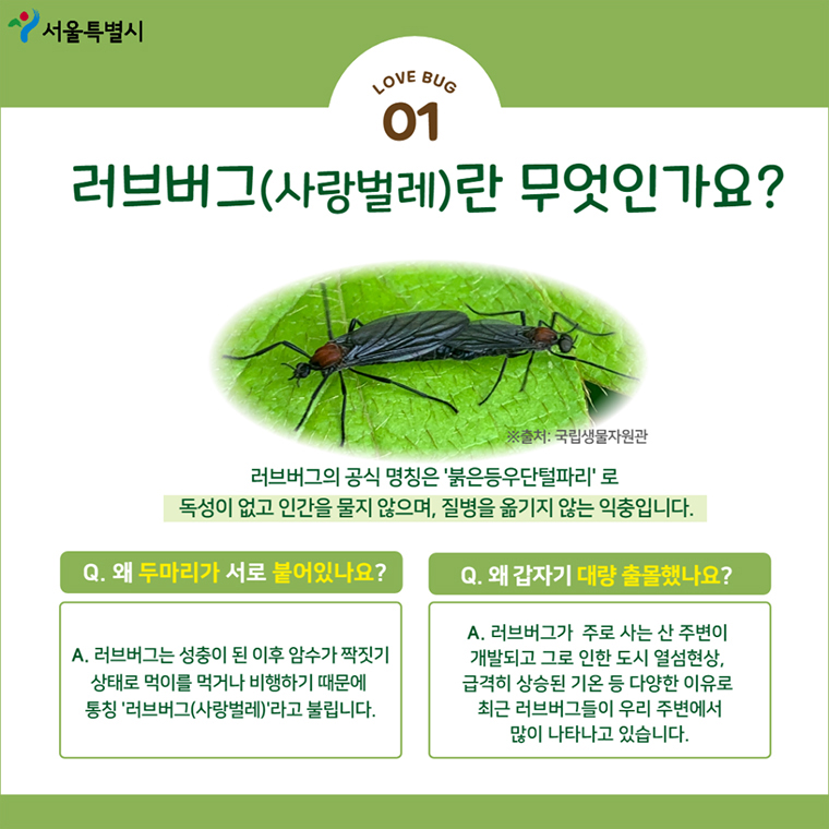 러브버그2