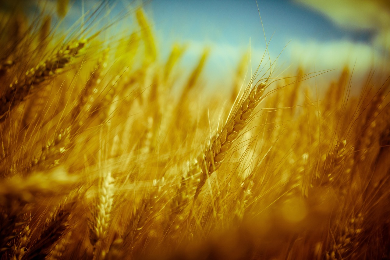 금 투자의 역사와 현대 자산에서의 가치 심층 탐구