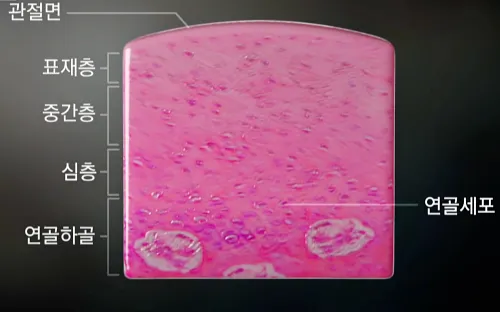 무릎 연골의 세포, 관절면으로 보는 구성