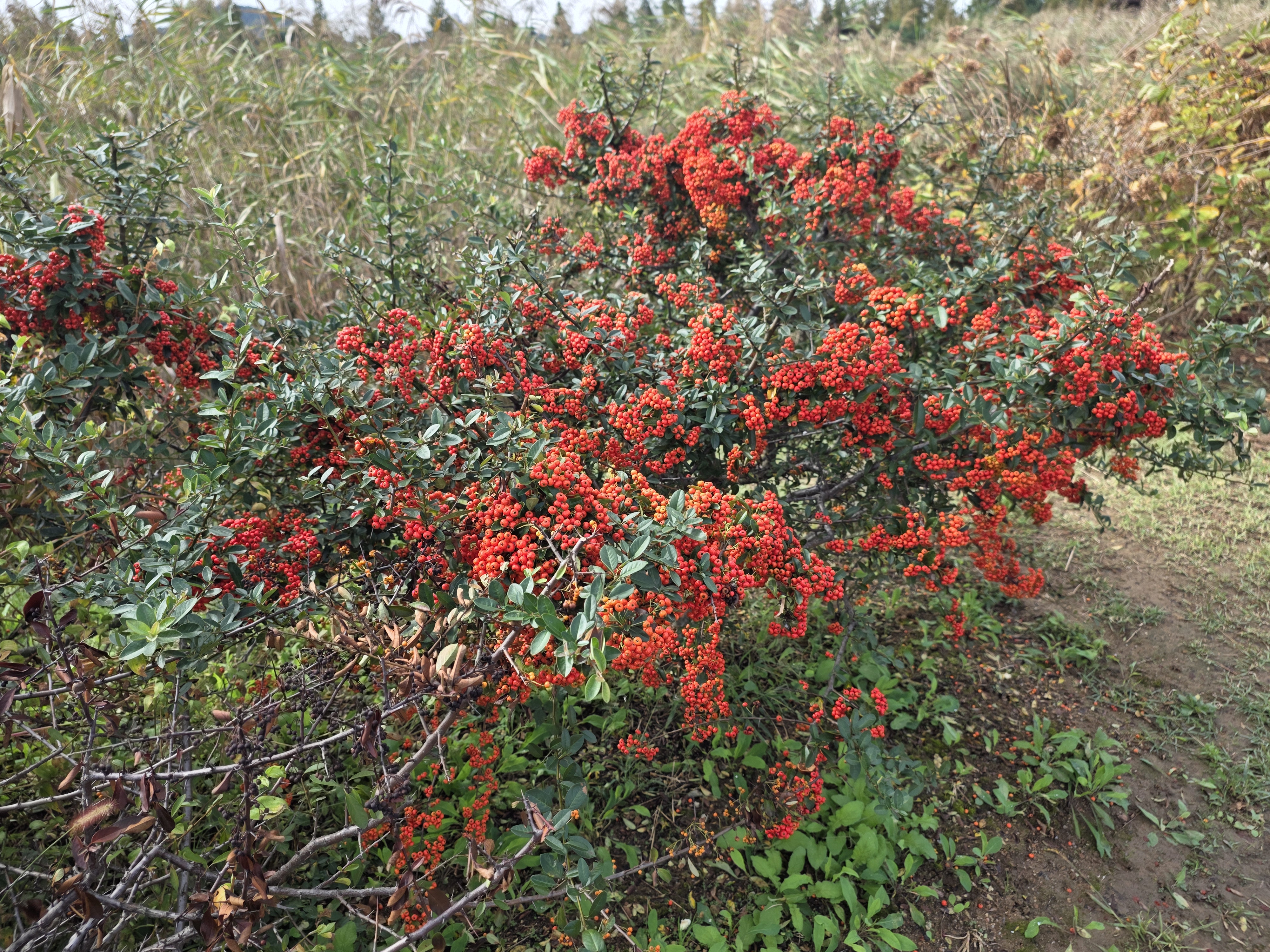 갯골생태공원 in 시흥