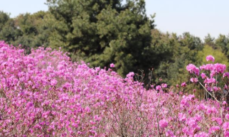 2025년 진달래 개화시기