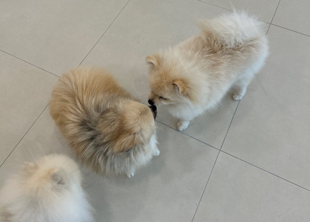 다른 강아지와 인사하는 강아지