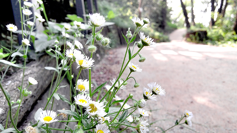 수채화 같은 홍제동의 안산자락길
