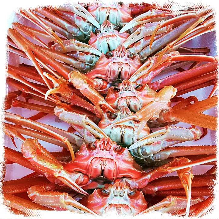 6시내고향 울진 죽변항 대게 홍게 싱싱한활어회 대게라면 맛집 오늘 방송 추천