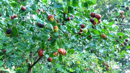 대추꽃-피는시기-개화시기