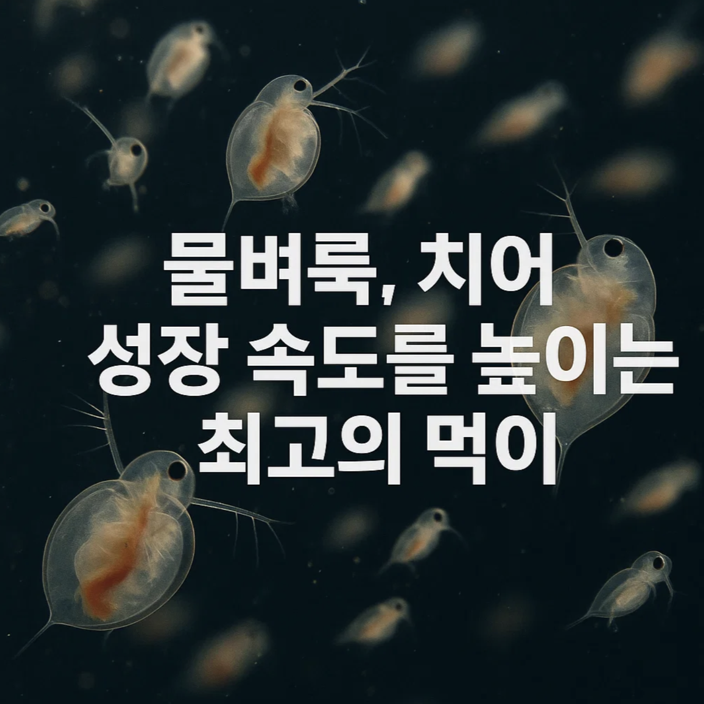 물벼룩, 치어 성장 속도를 높이는 최고의 먹이