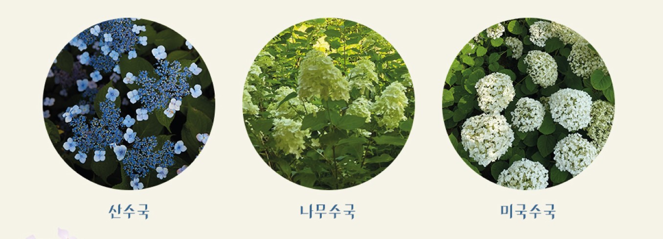 화담숲 수국축제 일정 예약 주차 정보