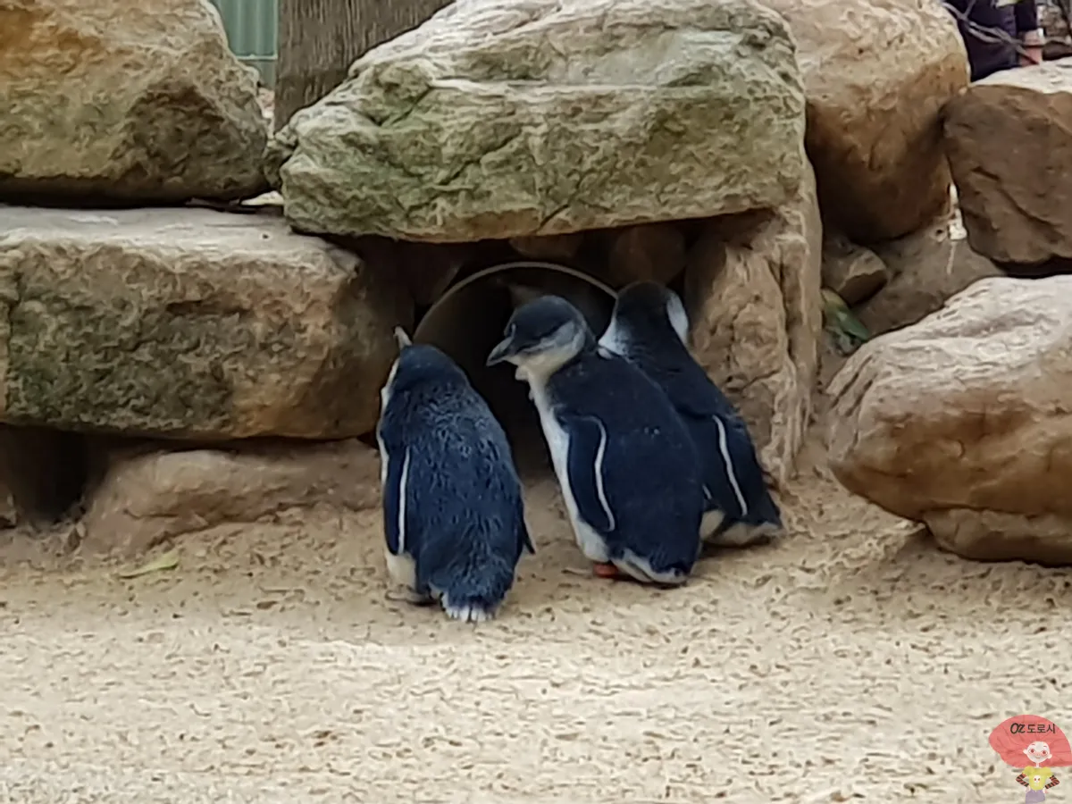 호주-시드니-근교여행-페더데일-야생동물원-작은-펭귄