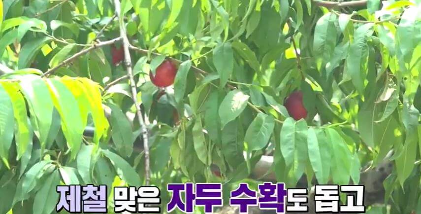 6시내고향-영천-자두