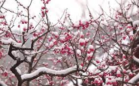 2023년 광양 매화 축제 실시간 CCTV 개화시기 주차장 숙박 정보