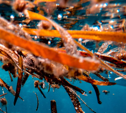 미역 효능 부작용 칼로리