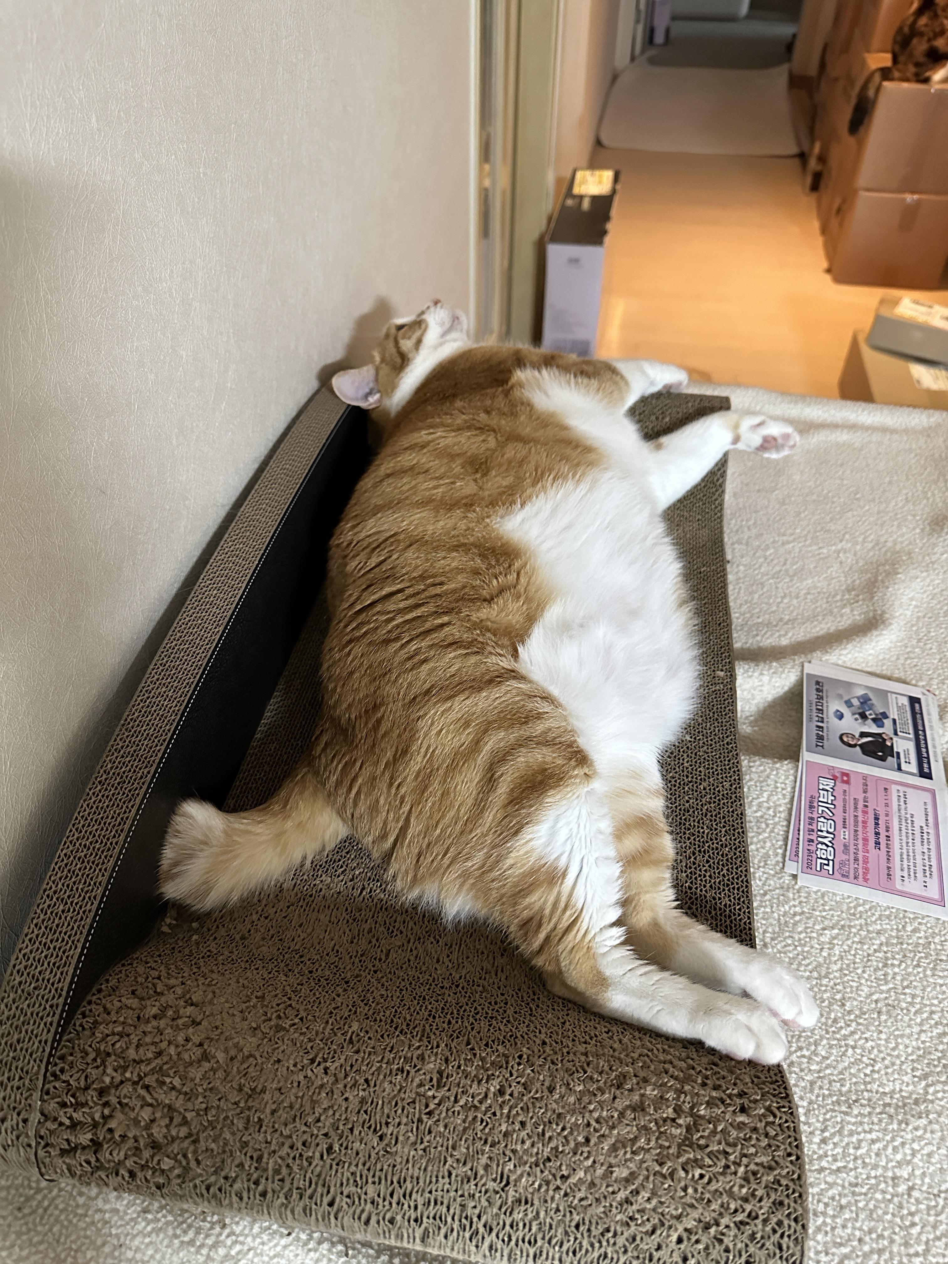 스크래쳐_위에_누워서_부비부비