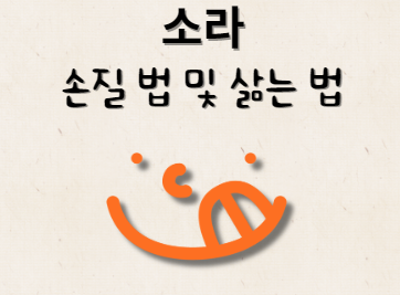 소라 손질법 및 삶는법