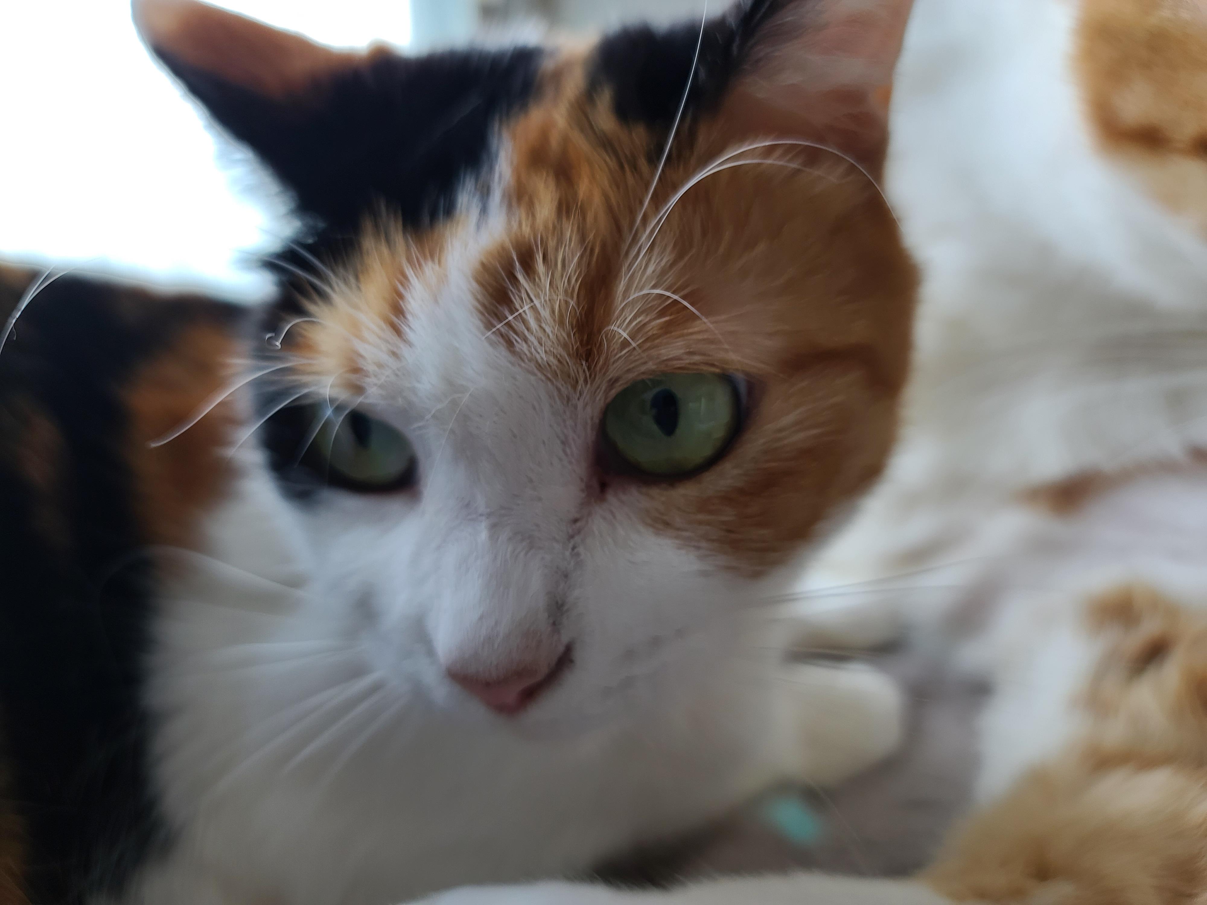 너무 예쁜 우리집 2호 고양이 커플. 삼색이 요미와 치즈냥이 막둥이 (feat.너무 다정한 그루밍)