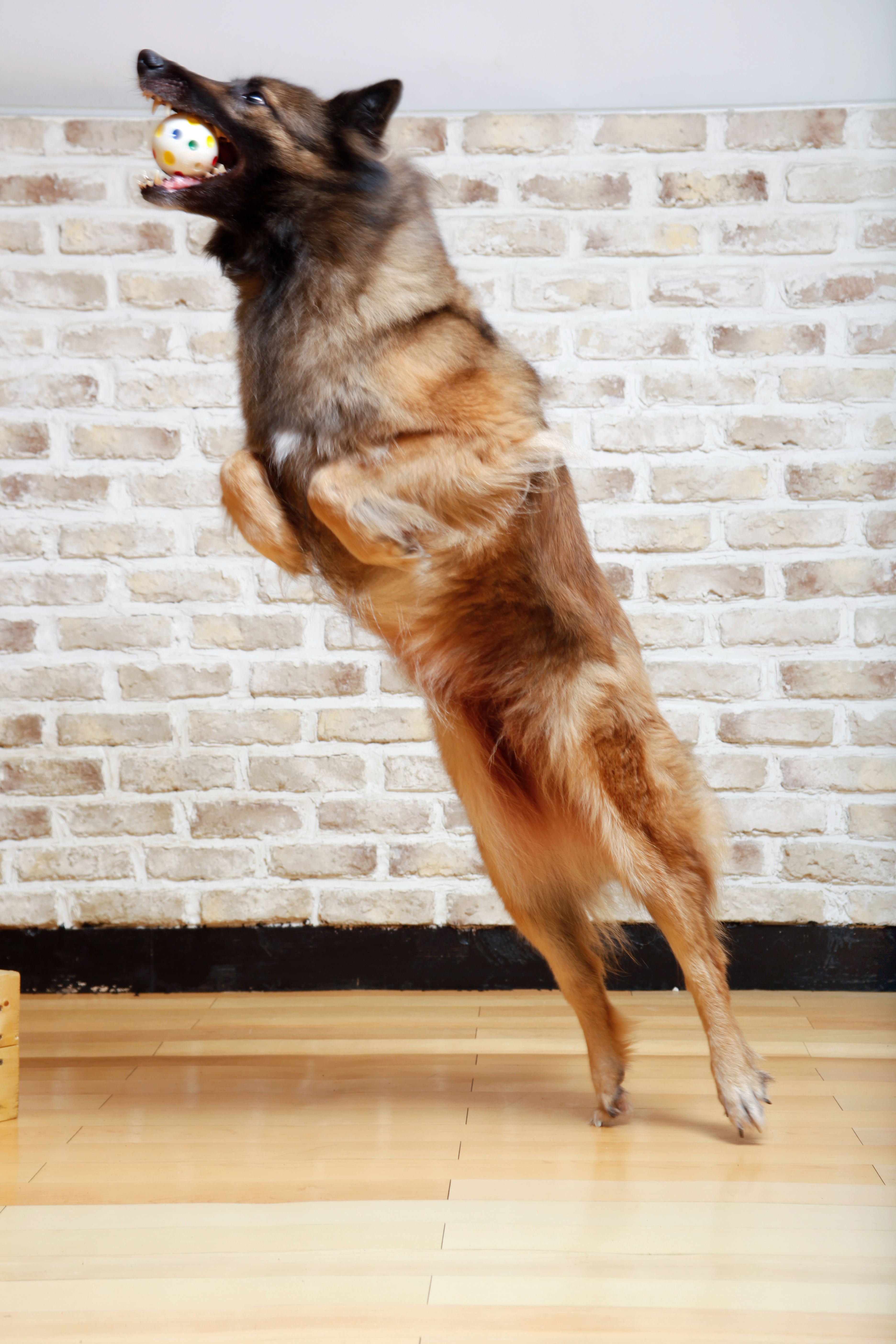 강아지 훈련 실패 이유 관련 사진