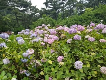 태종대 수국축제 일정 위치 주차팁 꿀정보 정리_16