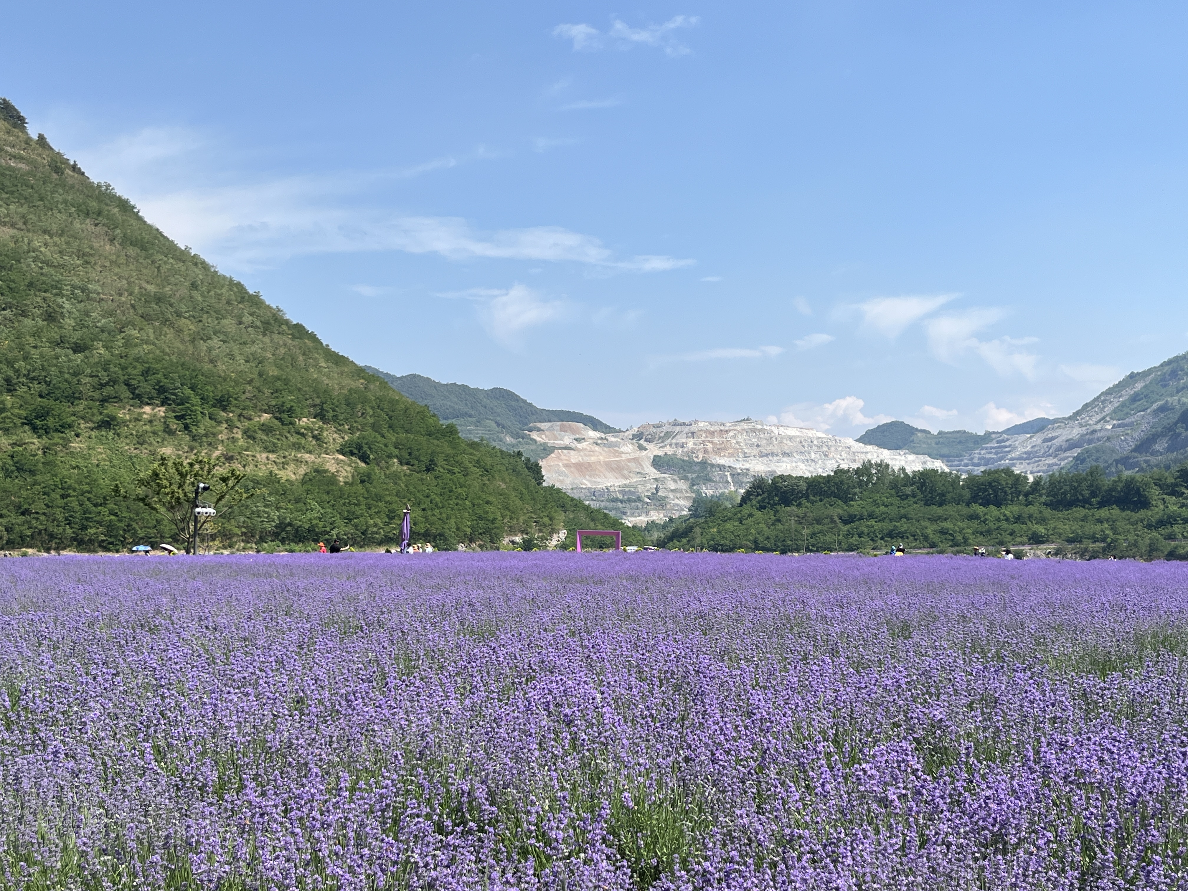 무릉별유천지 라벤더