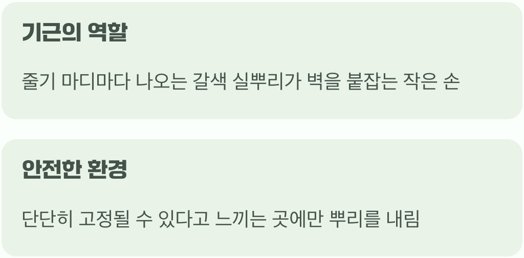 첫째, 이 식물은 원래 등반가예요