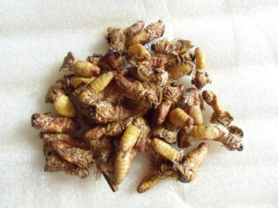 누에고치를 뚫고 나온 누에나방의 수컷을 바로 죽인 후에 바싹 말려서 만든 원잠아를 바닥 위에 하얀 천을 깔고 그 위에 수북하게 놓아두고 찍은 사진