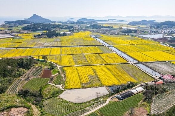 신안팔금도유채꽃여행사진