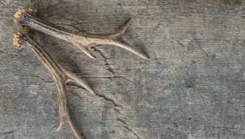 녹용 먹을때 주의점과 부작용