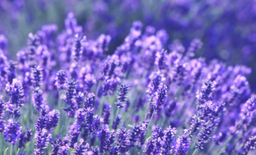 정읍 허브원 라벤더 축제