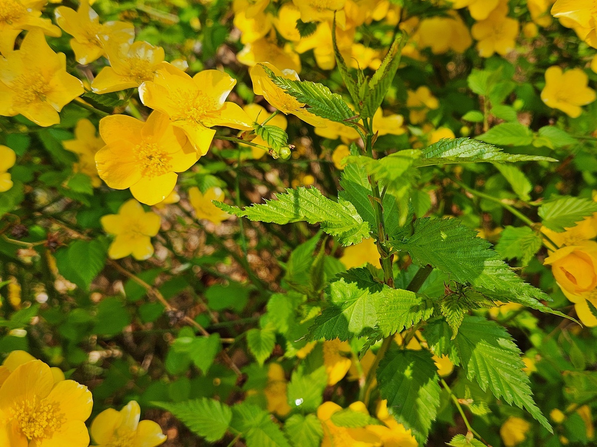 황매화