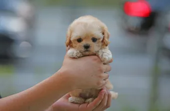 말티푸 단점 장점 성견 크기 분양가격_4