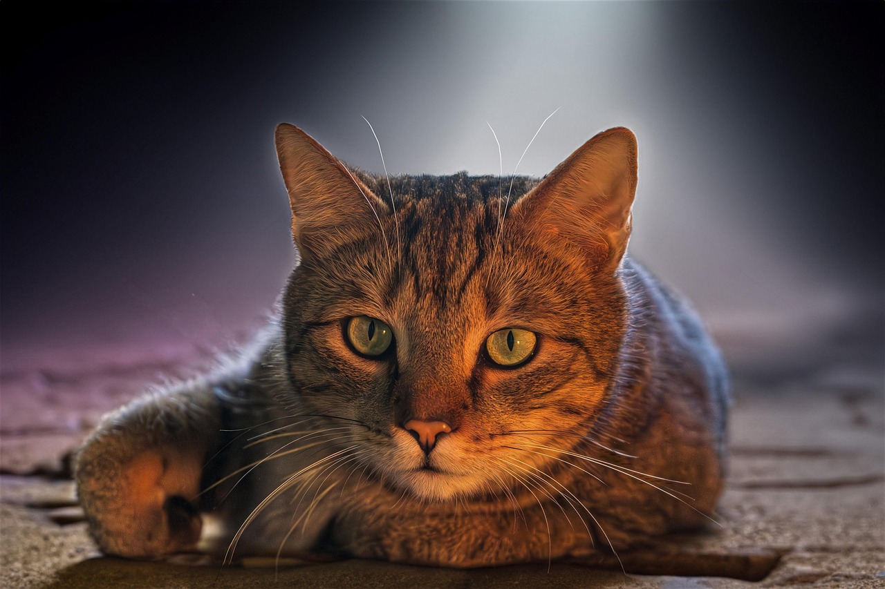 고양이 코감기·기관지염 증상 (2)