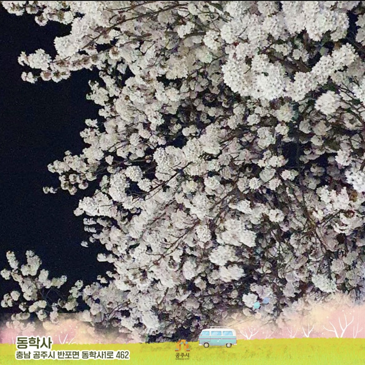 동학사 벚꽃 축제 일정