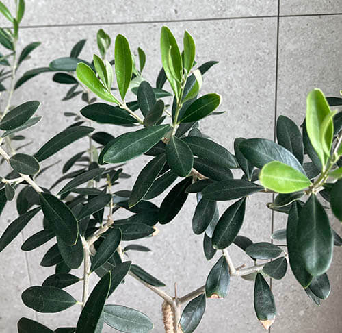 올리브나무키우기