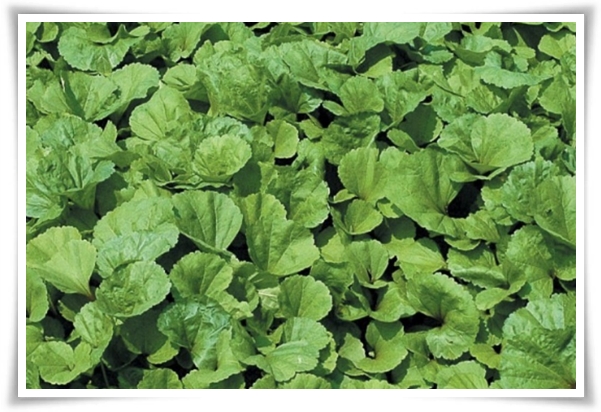 텃밭관리 "3월에 심기 좋은 작물" 감자 당근 상추 시금치 대파 비트 완두콩 ...