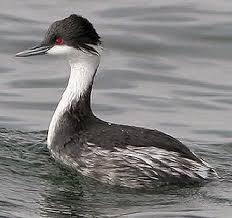 후닌 논병아리의 번식 실패 후 행동 변화: 스트레스 반응과 다음 번식기 전략 변화 분석