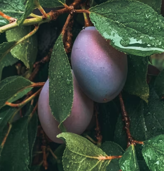 자두 효능 부작용 고르는법 칼로리