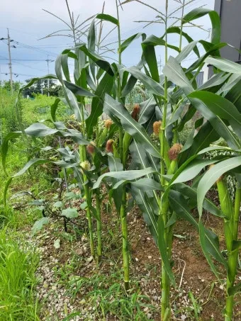 옥수수 키우는 법 품종 파종 수분수 당도 올리는 비결_24