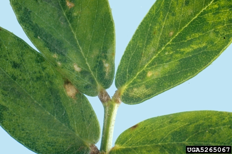 땅콩주접바이러스에 감염된 땅콩