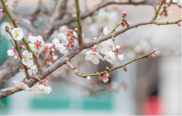 광양 매화 개화시기
