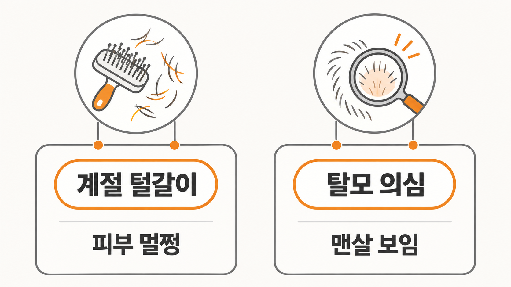 털갈이와 탈모 비교 카드