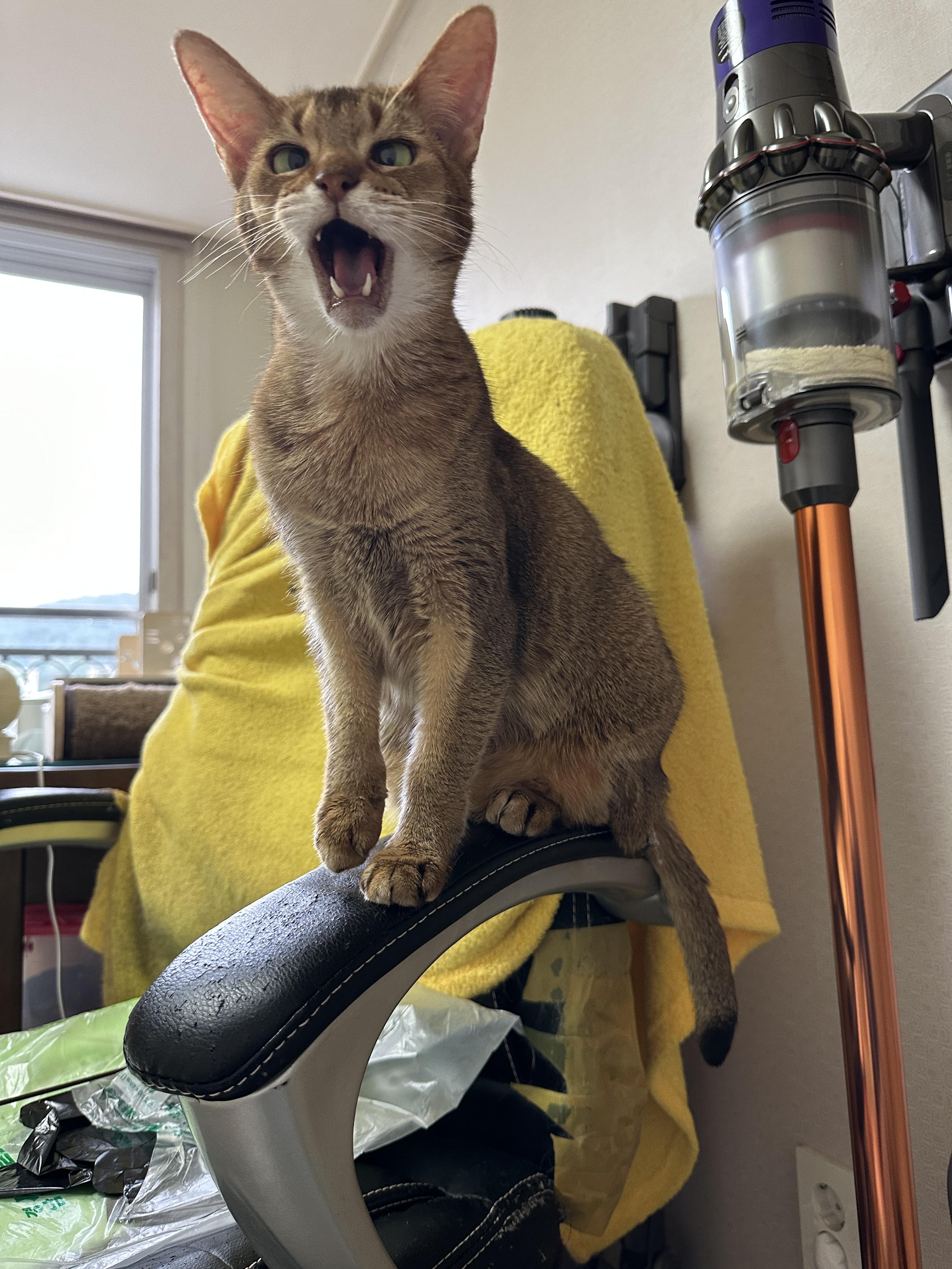 5월의 고양이들 화장실 모래 전체 갈이 (feat. 건이, 루디, 루나)