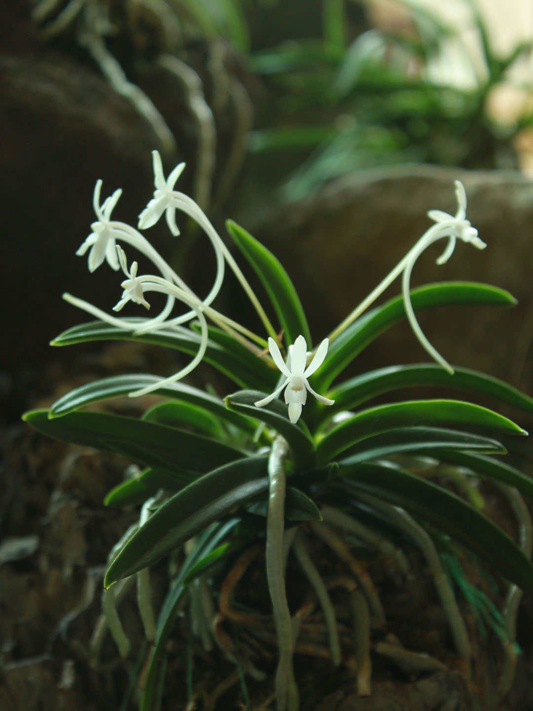 풍란 무료 이미지