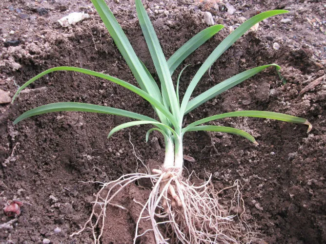 삼채 재배 모종 활착 통풍 확보 잎 수확 반복_4