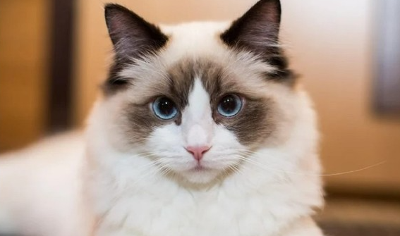 고양이 사진