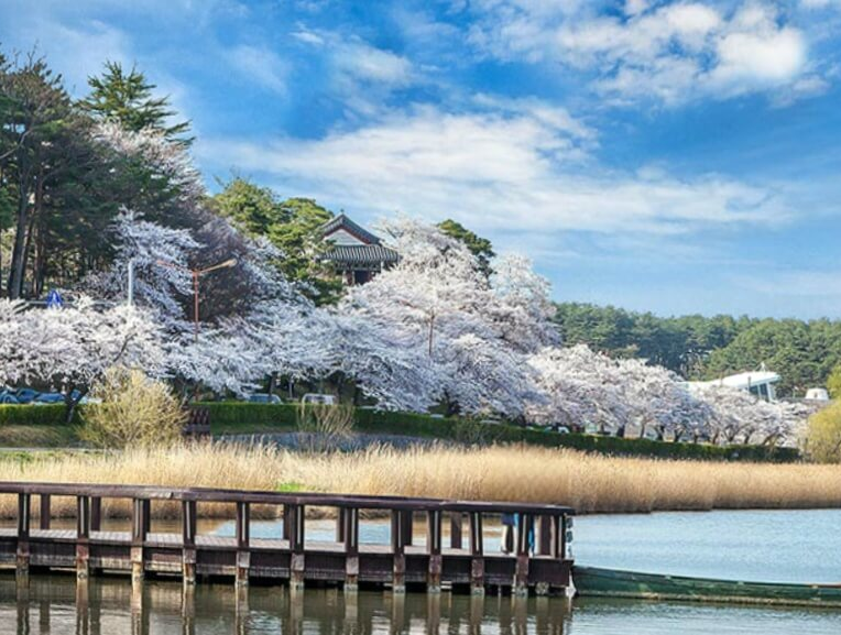 강릉경포 벚꽃축제